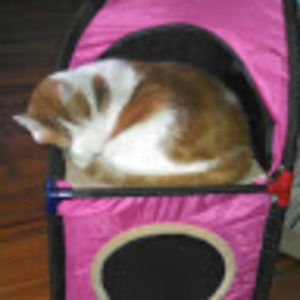 Meet your Posher, Sherry